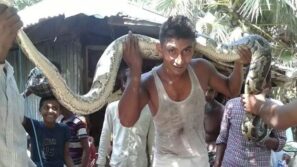 জেলের জালে আটকা পড়ল ৯ হাত লম্বা অজগর