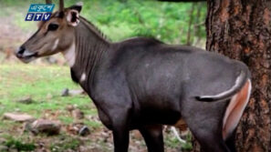 সাফারি পার্কে নতুন অতিথি নীল গাইয়ের শাবক