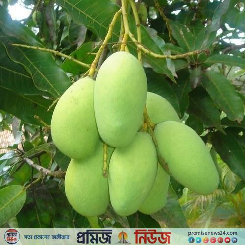 বারোমাসি আম বারি ১১ এর বিশিষ্ট্য ও চাষ পদ্ধতি