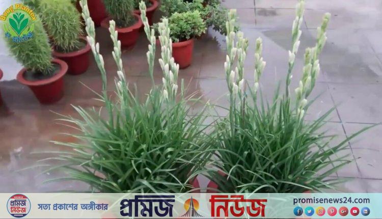 টবে রজনীগন্ধা চাষ পদ্ধতি