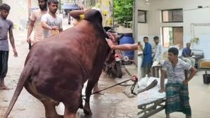 কোরবানির পশুর লাথি-গুঁতায় পঙ্গু হাসপাতালে ৩৩ জন, ১৫ ঘণ্টায় আহত ১৬৮